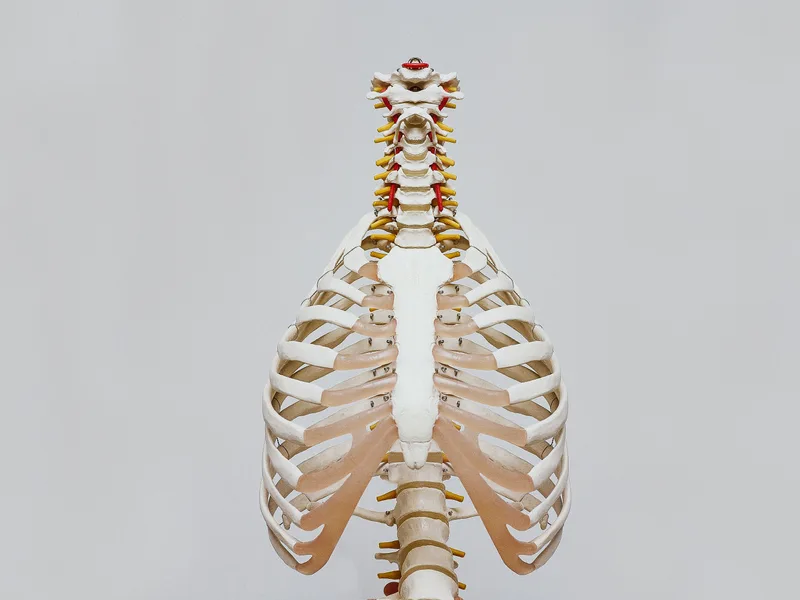 How X-Rays works at Sarasota Auto Injury Clinic